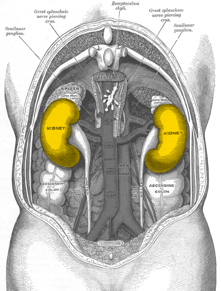 Picture 1: Image showing location of kidney inside human body.