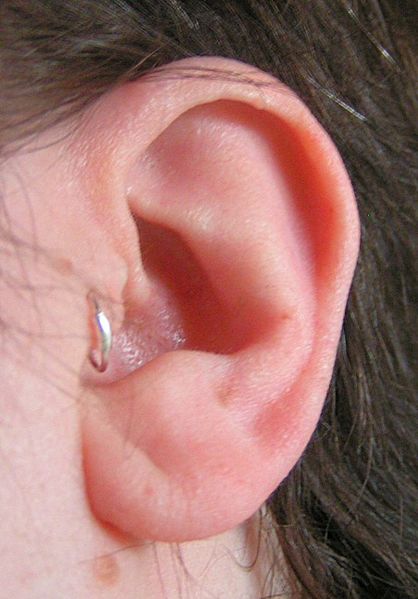 A successful tragus piercing depends primarily on the efficiency of the 