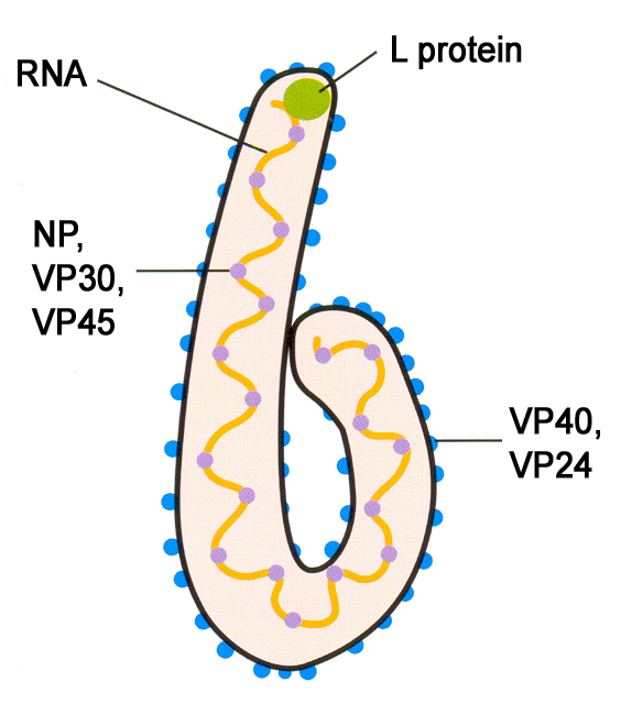 Ebola Virus – Symptoms, Pictures, Structure, facts and History