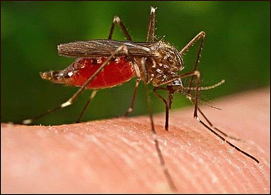 Mosquito Bites – Pictures, Itch, Swelling, Prevention and ...
