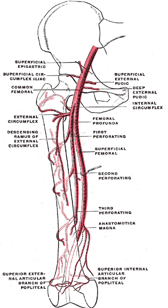 Femoral Artery - Anatomy, Location, Blockage, Bypass and Pain
