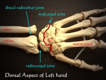Radiocarpal joint - meddic