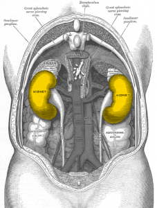 Location of Kidney