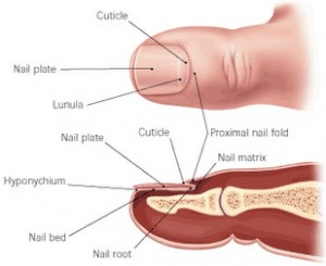 toenail picture