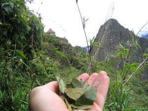 coca leaves