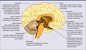 Fetal Alcohol Syndrome images