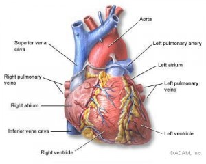 heart pictures