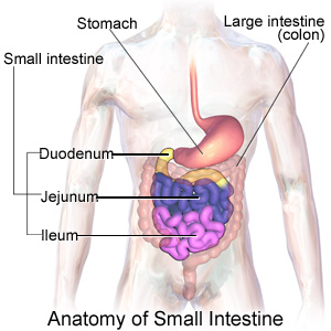 Small Intestine pictures