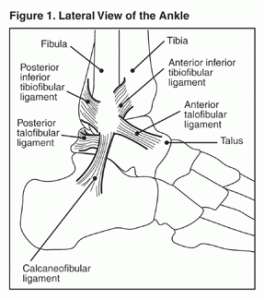 ankle pictures