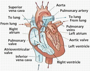 heart photos