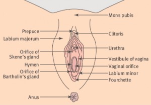 marsupialization of Bartholin Cyst