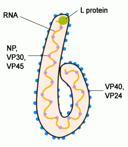 Pictures of Ebola Virus