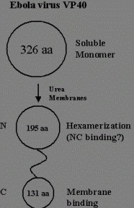 Diagram of Ebola Virus