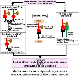 Mechanisms for Enhancement of Ebola