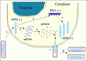 Replication of Ebola Virus