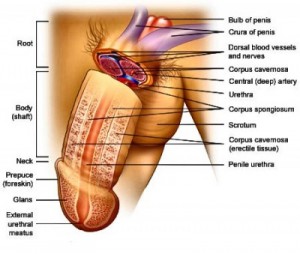 Penis Anatomy and Structure