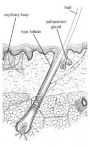 sebaceous glands