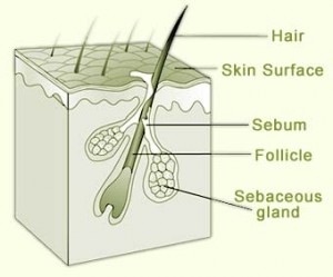 sebaceous gland