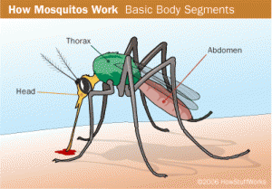images of mosquito bites