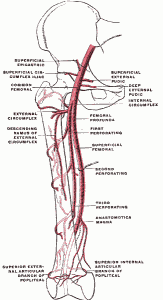 Femoral Artery Pictures