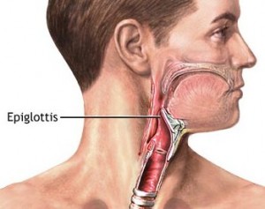 Epiglottis images