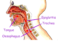 photos of Epiglottis