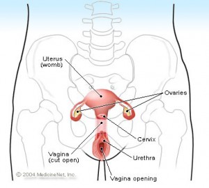 Female Urethra Pictures