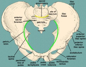 photos of Iliac Crest