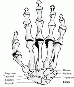 Carpal Bones pictures