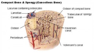 cortical bone pictures