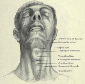 photos of Cricoid Cartilage