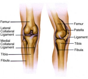 anatomy of Knee