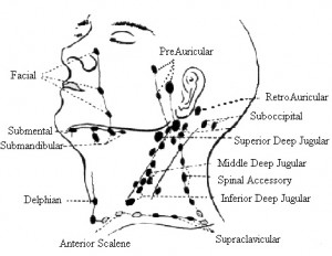 Submental Lymph Node Picture