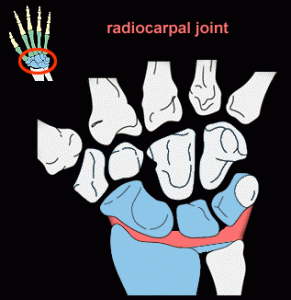 Radiocarpal Joint Picture
