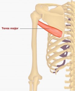 Pictures of Teres Major 