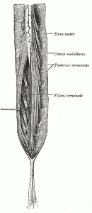 Conus Medullaris Pictures