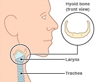 Pictures of Hyoid Bone