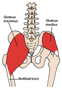 Photos of Gluteus Maximus