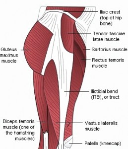 Pictures of Gluteus Maximus