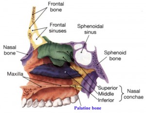 Image of Palatine Bone