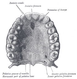 Picture of Palatine Bone