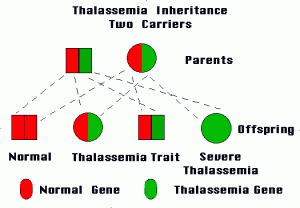 Picture of Thalassemia