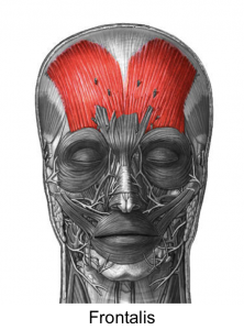 Image of Frontalis