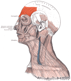 Picture of Frontalis