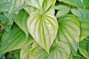 Picture of Wild Yam Plant