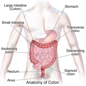 Anatomy of Colon (Inflamed colon)