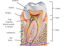 Human tooth diagram