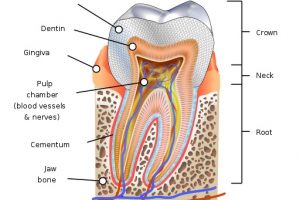 Human tooth diagram