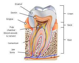 Are Teeth Bones - Human tooth diagram