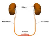 The human urinary system includes the kidneys, ureters, urinary bladder, and urethra.